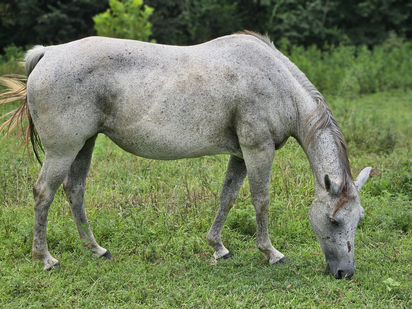 Lady Thundersong (Song)