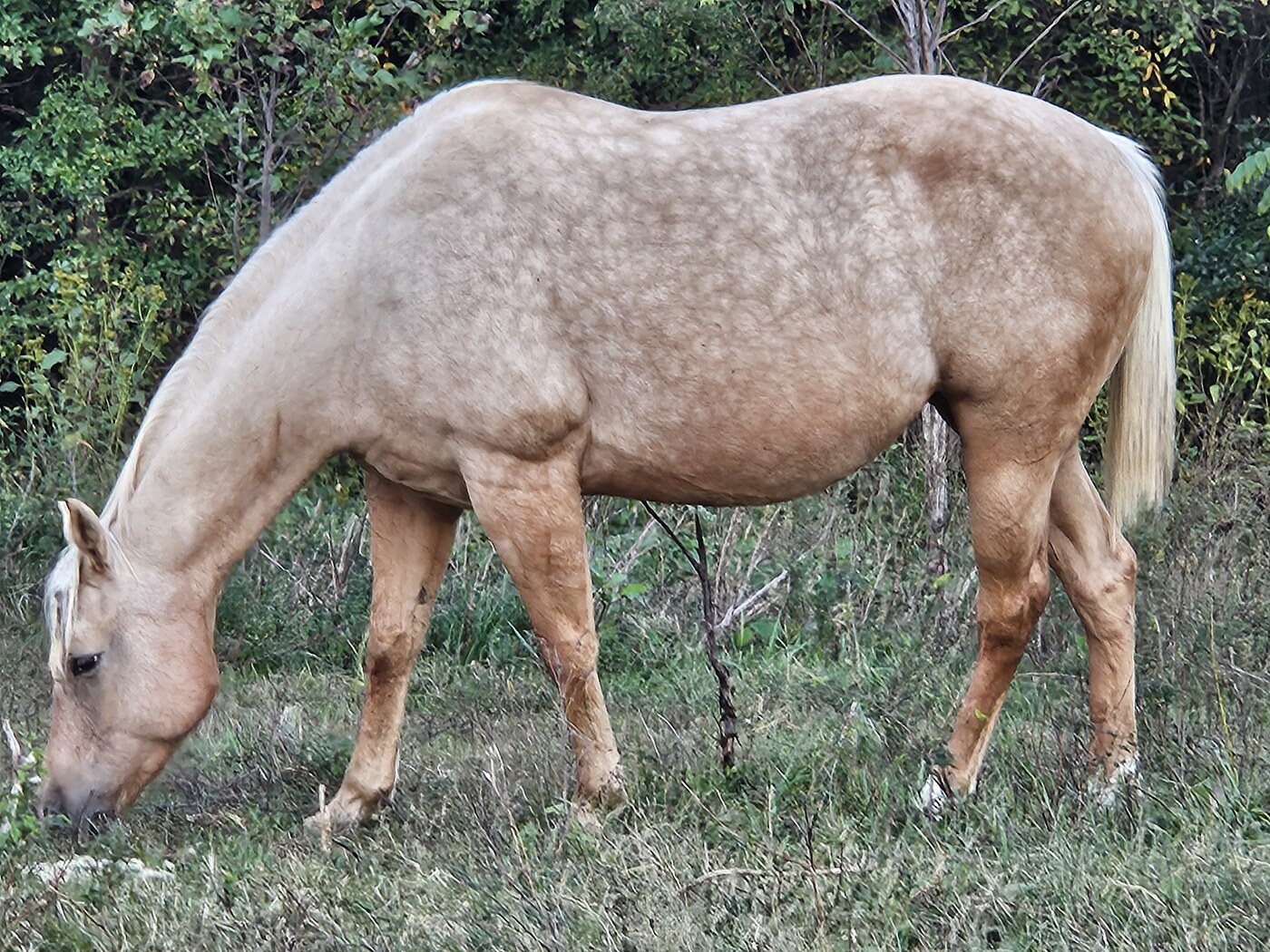 Golden Texas Dream (Lainey)
