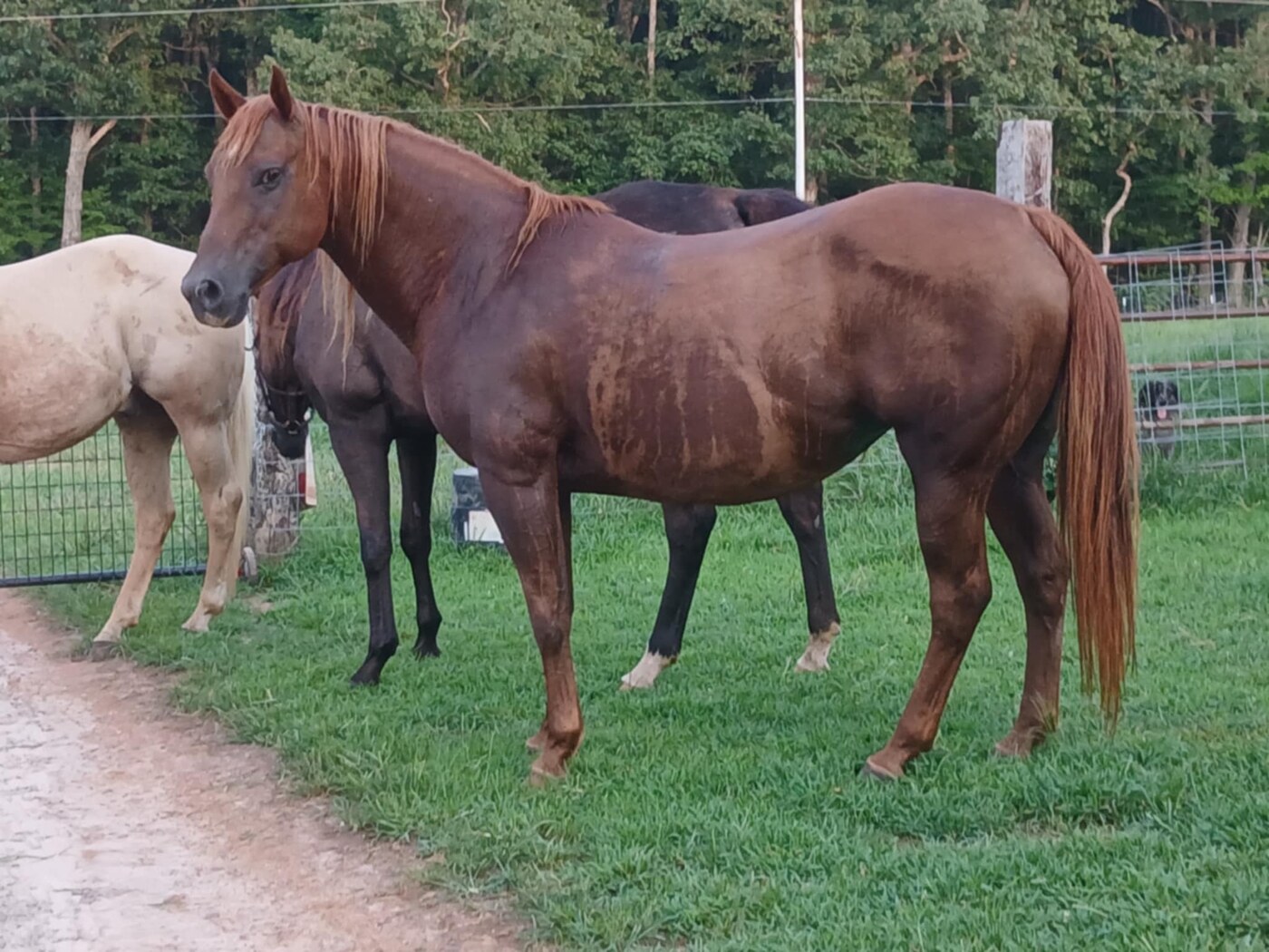 Docs Drifters Dunit (Anala)