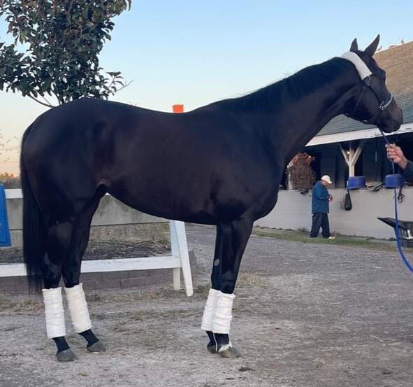 Oath Of Allegiance (Oath)