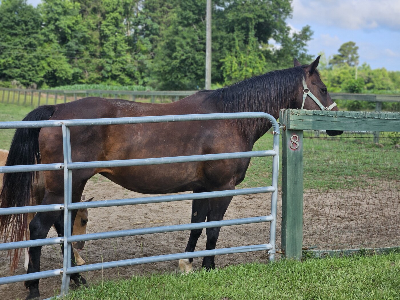 Bravolena N Bay (Hershey)