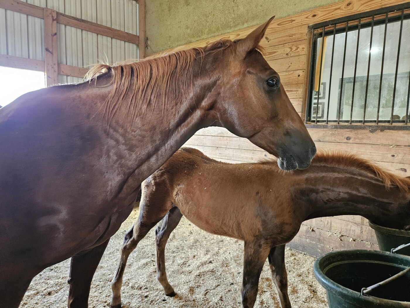 Bravolenas Lil Lynx (Lynx)