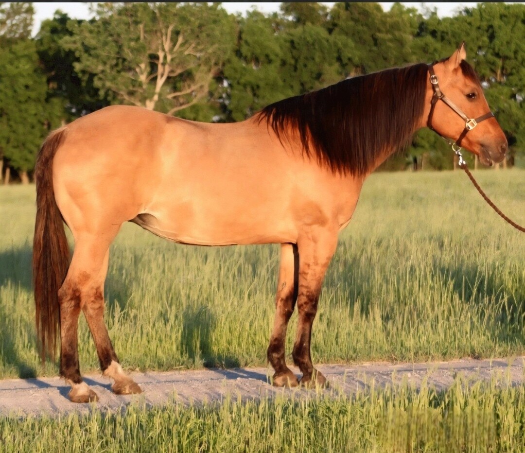 Dun Berry Mint (Minnie)