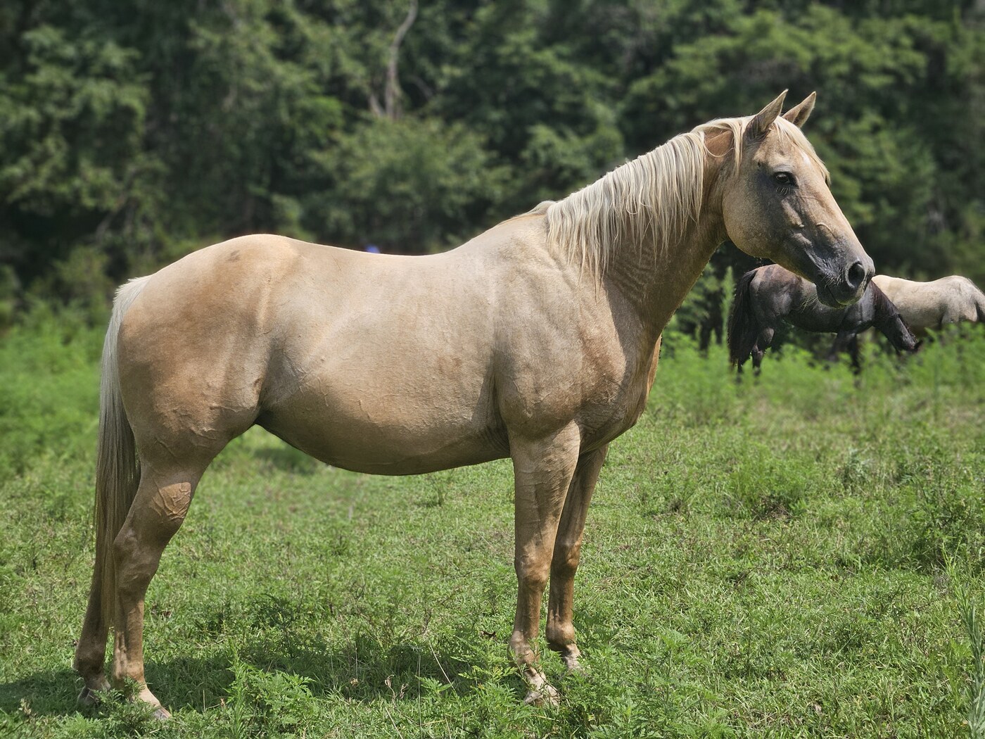 Texas Jacks Goldie (Reign)