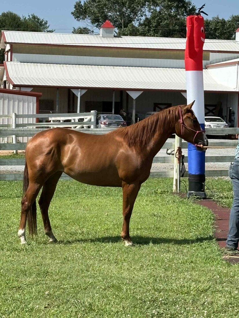 GUNABAFAMLYTRADITION (Sina)