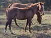 Indi X Memory Colt 24 (Catty)