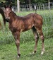 Idolized In Blue X Willow Filly 25