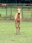 ShesGunnaBMarvelous (Pepper Potts)