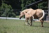 Texas Jacks Goldie (Reign)