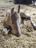 Valentine X Marvel Colt